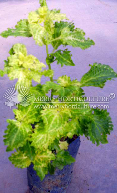 Coleus spp 1